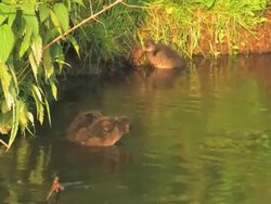 NTSC: Young Coots Stock Footage