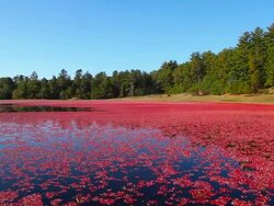 Cranberry Bog Stock Footage