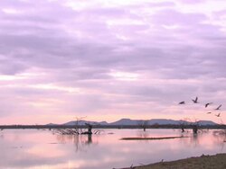 Common Cranes (Grus grus) Leaving roost on Lake Cubillar, Caceres Province in Extremadura, Spain Stock Footage