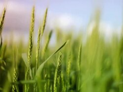 Field of wheat Stock Footage