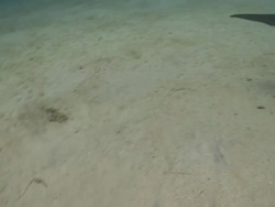 Habituated bottlenose dolphin (Tursiops truncatus) swims to camera then interacts with divers (some uncleared) near sea floor. Various (Liam Allan tickles dolphin), Roatan Island, Honduras  Stock Footage