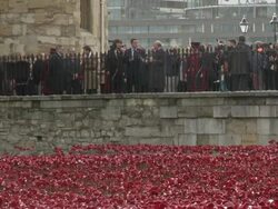 David and Samantha Cameron inspecting poppies News Clip