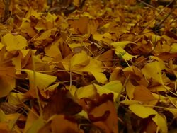 ginkgo leaves falling Stock Footage