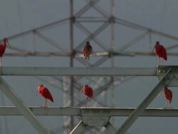 MS Shot of pink birds on pylon / Brazil Stock Footage