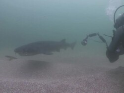Seven Gill Shark swimming through gloom with scuba diver Stock Footage