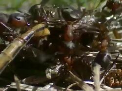 CU Lot of ants surounding of insect / Visby, Nar, Ljugarn, Gotland, Sweden     Stock Footage