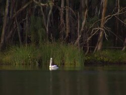 WS Pelican on water / Wentworth, New South Wales, Australia Stock Footage