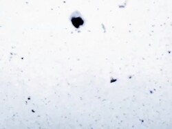 Snow falling from the sky Stock Footage