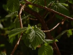 T/L Hazel (Corylus sp.) leaf growth in woodland, lower res quicktime, UK Stock Footage