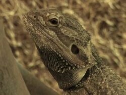 PAL:Bearded Dragon Stock Footage