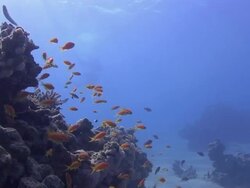 Schools of fish swim over a coral reef. Stock Footage