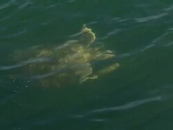 Barnacle-Covered Sea Turtle Surfacing and Diving Stock Footage