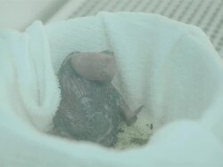 Baby Macaw Stock Footage