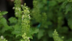 sweet basil flower with a Insect. Stock Footage