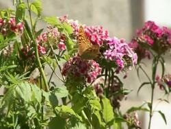beautiful yellow butterfly Stock Footage
