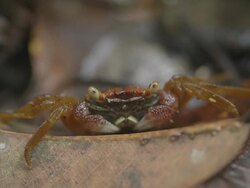 Endemic terrestrial crab hiding in undergrowth. Stock Footage