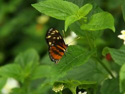 Butterfly Stock Footage