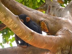 Chimpanzee Child Stock Footage