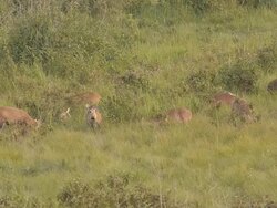 deer mark Stock Footage