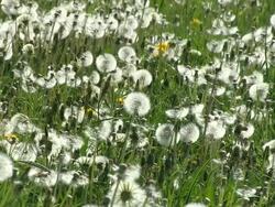MS View of dandelion meadow field / Kirf, Rhineland-Palatinate, Germany Stock Footage