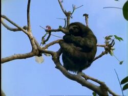 Three-toed Sloth, MS sloth with baby in tree; green algae visible in fur, Panama Stock Footage