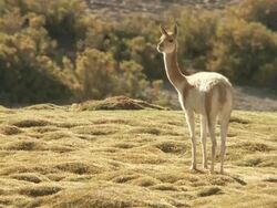 MS Shot of Vicunia on altiplano in Andes mountains, Vicugna / San Pedro de Atacama, Norte Grande, Chile Stock Footage