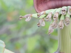 banana blossom Stock Footage