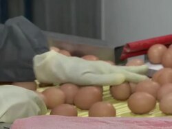 CU Eggs on conveyor belt / Anseong, Gyeonggi-do, South Korea Stock Footage