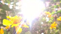 Bumblebee gathering pollen Stock Footage