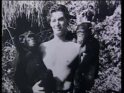 Chimp star of Tarzan movies now 71, recognised as the world's oldest primate News Clip