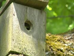 Bird feeding chicks Stock Footage