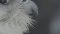 ECU falcon, eye and beak Stock Footage