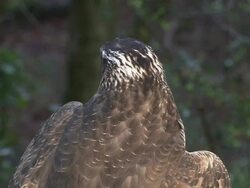 Close Up static - A goshawk moves its head as it watches from a tree / United Kingdom Stock Footage