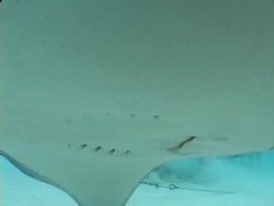 Stingray Stock Footage