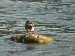 Mallard 8-57: HD 1080/60i Stock Footage