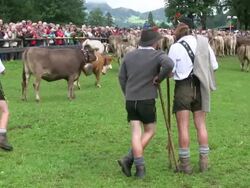 MS Viehscheid at Schollang near Oberstdorf, ceremonial driving down of cattle from mountain pastures into valley in autumn at Allgau Alps / Oberstdorf, Bavaria, Germany Stock Footage