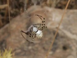 Argiope Lobata spider hunting on net Stock Footage