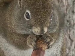 MS ZO American red squirrel eating pine cone / Yellowstone National Park, Wyoming, United States Stock Footage