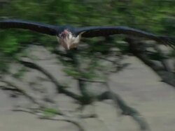 MS TS Flying stork glides to stop near vultures / Kenya Stock Footage