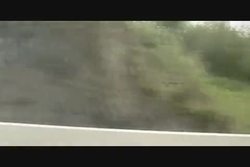 Grizzly Bear and Black Bear along the Alaska Highway Instructional Video