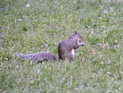 Eastern gray squirrel eating in park during Spring Stock Footage