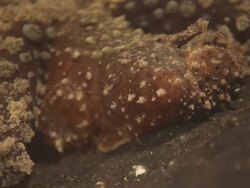 Nudibranch, Malibi, Feeding, Indonesia  Stock Footage