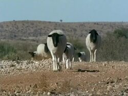 Flock of blackhead sheep trots to camera WS, Namaqualand, South Africa Stock Footage