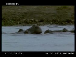 Hippo, Hippopotamus amphibius, pair play fighting in water, mouth wrestling, MS, Botswana Stock Footage