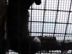 Russia's fur industry is in decline News Clip