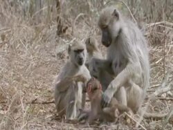Baboons, mother and young, MS, Tanzania Stock Footage