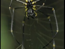CU black and yellow spider in web, hangs insect wrapped in web onto the main web, Western Ghats, India Stock Footage