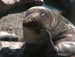 Cape fur seal (Arctocephalus pusillus) scratching ear, Cape Cross, Namibia Stock Footage