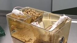 White mice in Laboratory News Clip