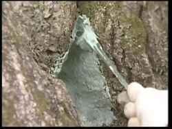 Tree surgeons are guardians of Kyoto's cherry blossom trees News Clip